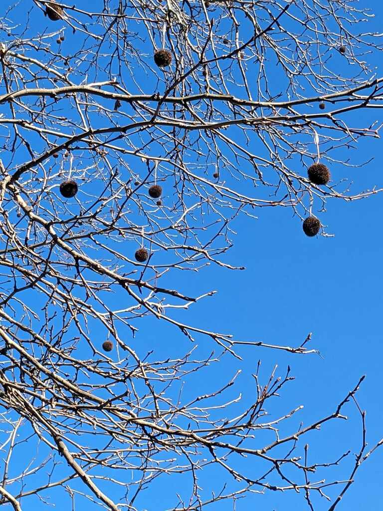 Adult Mental Health IOP through Telehealth