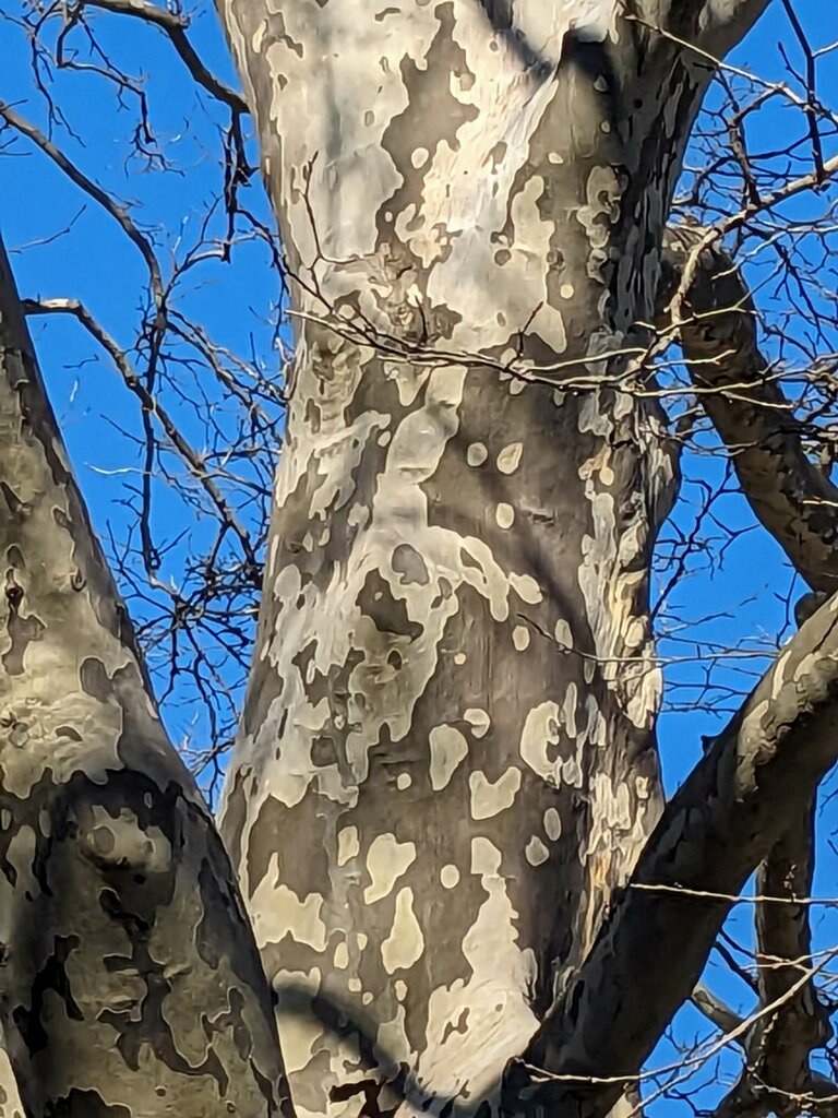 Buttonwood A Place To Heal LLC | Downingtown, PA